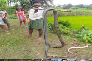 poisonous snakes at vishaka district