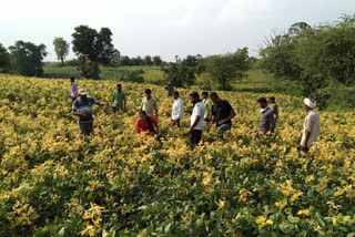 countrywide famous urad yield of the region was affected by yellow mosaic