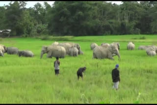 Wild elephant terror at 39th NH of Golaghat