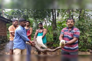 big python found in Bhatkal