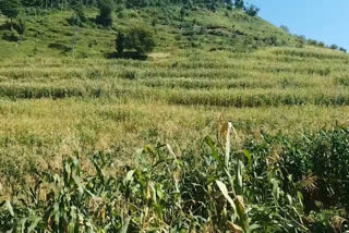 Less crop of maize crop distressed farmers in Chamba