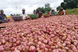 Koppal farmers distress in rain-fed onion crop