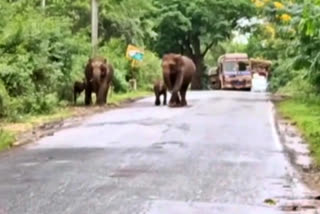 elephants-crossing-