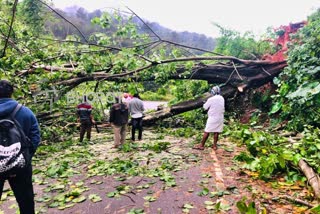tree fell down on the road in Mudigere
