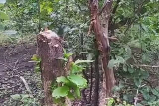 Illegal harvesting of thousands of teak trees in forest of seoni