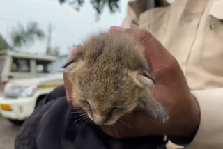 Forest Department rescues wild kittens