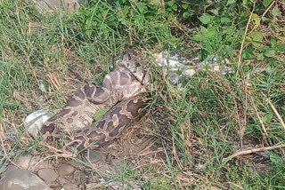 Python swallows dog in Jawalamukhi