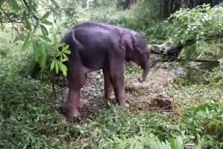 panbari elephant rescue