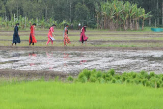 paddy field manjakkuzhi  തിരിശ് ഭൂമി നെൽപ്പാടമാക്കി  മഞ്ഞക്കുഴി തിരിശ് ഭൂമി നെൽപ്പാടം