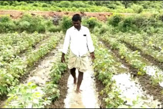 ಮಳೆಯಿಂದ ಜಮೀನುಗಳಿಗೆ ನುಗ್ಗಿದ ನೀರು