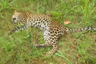 leopard died