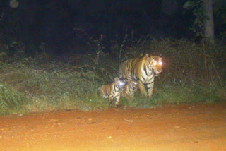 Tiger spotted with two young cubs in Panna Tiger Reserve