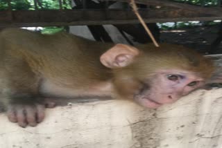 PETA announce reward of 50 thousand rupees on missing monkey in chandigarh