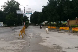cattle on road in sarguja
