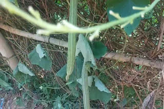 Vegetable crop dry due to less rain