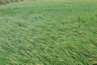 Damage to paddy crops due to heavy rain and wind  in hoshangabad