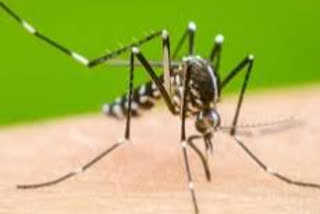 Dengue knocked after Corona in bhopal, first death from dengue