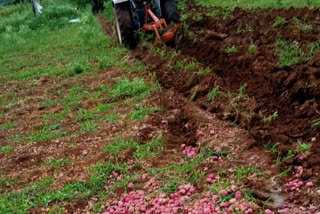 Onion crop Destroy  by tractor