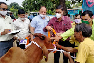 cattle distributed