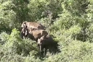 130 elephants enter Tamil Nadu from Karnataka