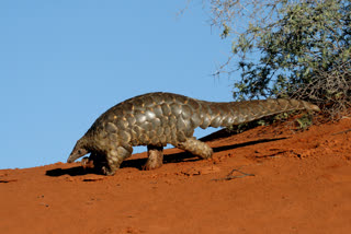 pangolin rescue in Hojai assam etv bharat news