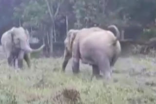 Elephant-human conflict continues in Golaghat