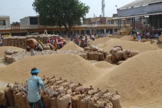 yamunanagar paddy crop purchase