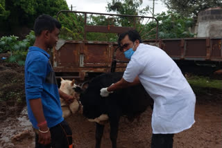 cattle Skin knot infections in the Dharwad district