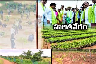 haritha-haram-big-success-in-kamareddy-district