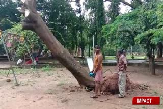 cut off of tree completly in hubli; Etv bharta news impact