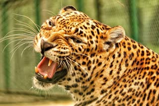 leopard-terror-in-ramnagar