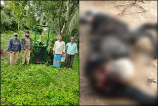 In two  incidents, three goats and one sheep are killed by the leopard