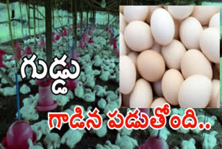 Rising egg consumption .. Poultry industries recovering