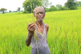 ଚାଷୀଙ୍କୁ ଘାରିଛି ଫସଲ ଚିନ୍ତା, ପତ୍ରପୋଡା ରୋଗ କବଳରେ ଧାନ