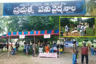 mega veterinary camp at anakapally veterinary hospital vishakapatnam