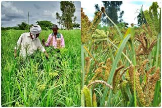 doddaballapura farmer Good millet harvest made everyone shock