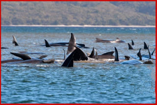 Whale swims free of Australian river as 270 are stranded