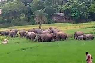 The people of West Midnapore's Palashi are terrified of elephants