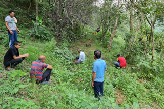 sandalwood plants in Sarkaghat