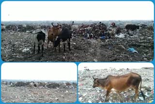 AAP corporator Ajay Sharma attacks BJP over Bhalaswa landfill site