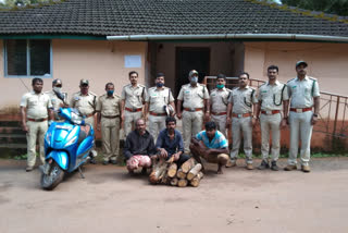 Arrest of three persons for illegally transporting sandalwood