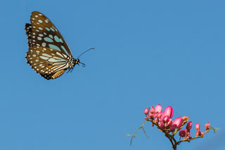 The tiny fluttering wings of Santiniketan that goes miles beyond!