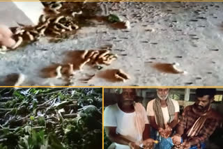 silkworms died by ate drugged mulberry leaves