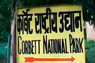 corbett national park tiger safari news