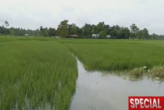 rain affected paddy and vegetables farming.