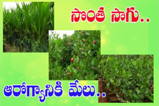 special package on horticulture nursery