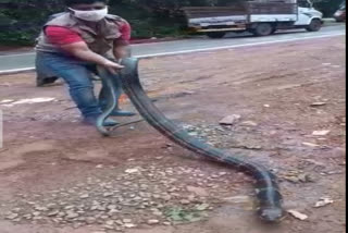 14-feet-king-cobra-rescued-in-kodagu