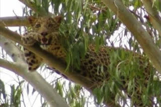 leopard death due to trapped in wire in panna