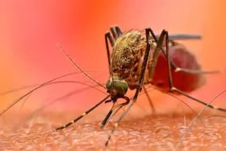 Dengue and malaria cases rise in Gurugram