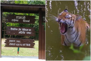 Six tigers to be shifted from Jim Corbett National Park to Rajaji